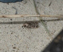 Barea exarcha
