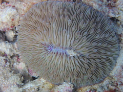 Lobactis scutaria