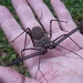 Tropical Whipspider - Photo (c) guntram, some rights reserved (CC BY-NC)