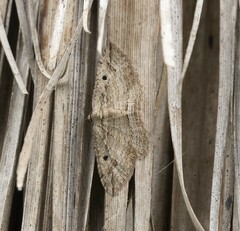 Austrocidaria gobiata