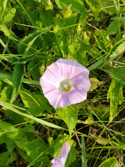Calystegia sepium spectabilis