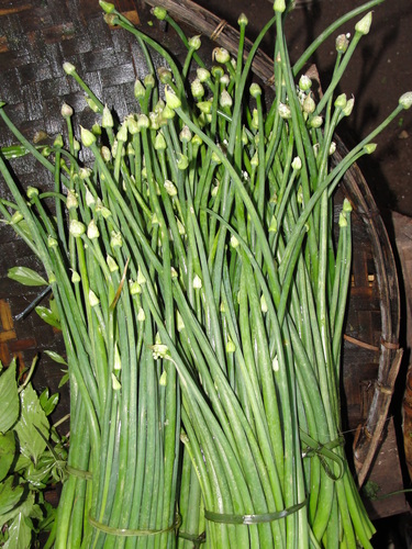 Allium tuberosum