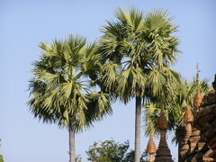 Borassus flabellifer