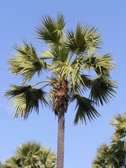 Borassus flabellifer