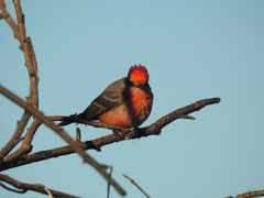Pyrocephalus rubinus