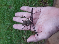 Euphrynichus bacillifer