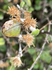 Helichrysum lanceolatum