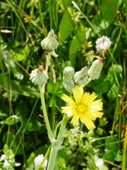 Sonchus kirkii