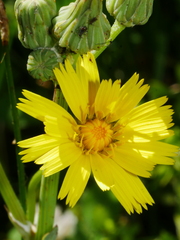Sonchus kirkii