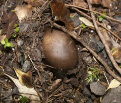 Amanita pekeoides