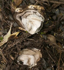 Amanita pekeoides