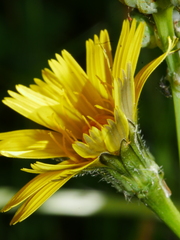 Sonchus kirkii
