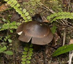 Amanita pekeoides