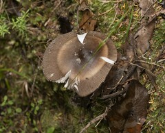 Amanita pekeoides