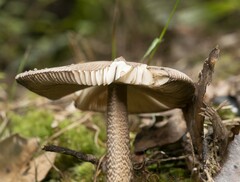 Amanita pekeoides