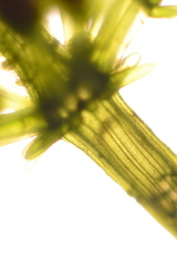 Chara preissii