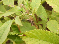 Pirithoicus ophthalmicus