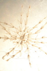 Chara preissii