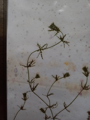 Chara preissii