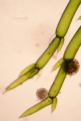 Chara preissii