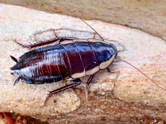 Drymaplaneta semivitta