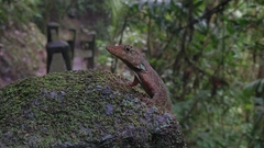 Decorated Anole photo 5