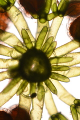 Chara preissii