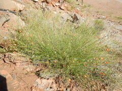 Sphaeralcea leptophylla