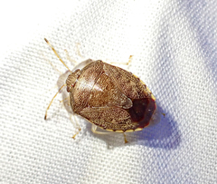 Menida spectabilis