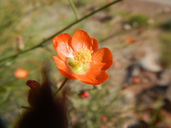 Sphaeralcea leptophylla