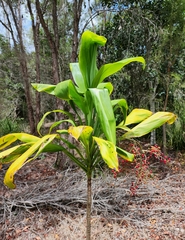 Cordyline manners-suttoniae