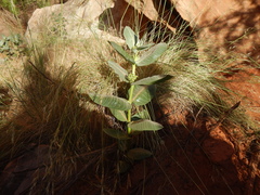 Asclepias latifolia
