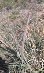 Andropogon hallii
