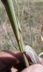 Andropogon hallii