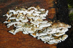 Neoantrodia serialis