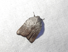 Tortricopsis pyroptis