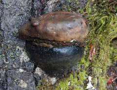 Fomitopsis ochracea