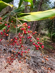 Cordyline manners-suttoniae