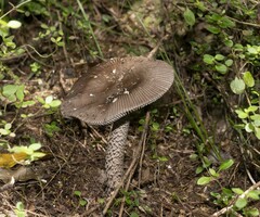 Amanita pekeoides