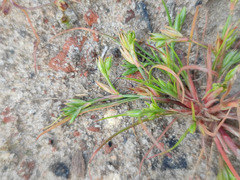 Juncus ranarius