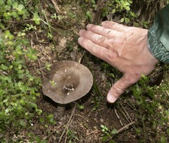 Amanita pekeoides