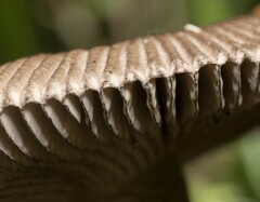 Amanita pekeoides