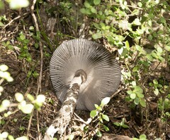 Amanita pekeoides