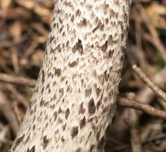 Amanita pekeoides