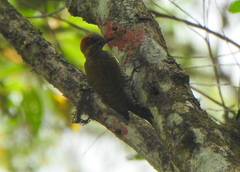 Dryobates maculifrons