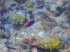 Centropyge acanthops