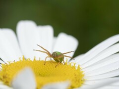 Diaea