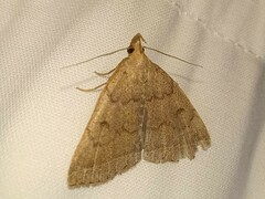 Zanclognatha jacchusalis