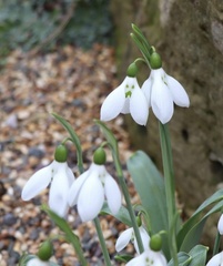 Galanthus elwesii