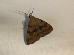 Zanclognatha dentata